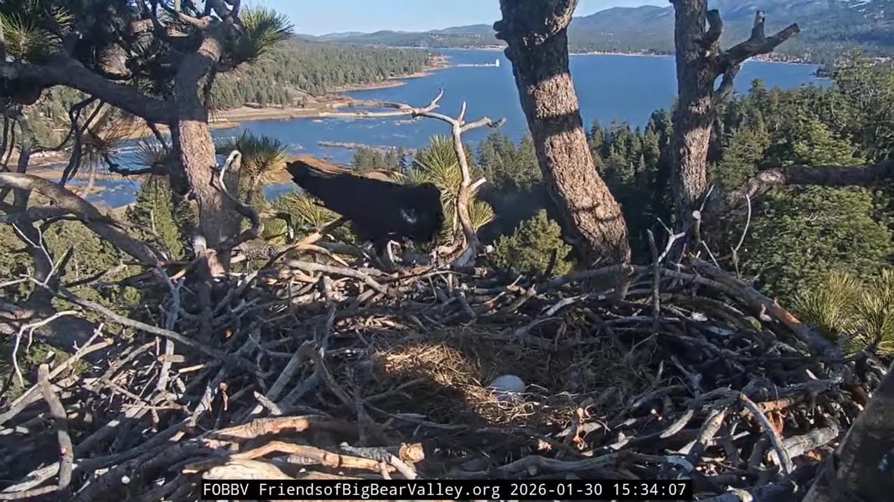 Sadly, Ravens Got To The Eggs  (Friends of Big Bear Valley)