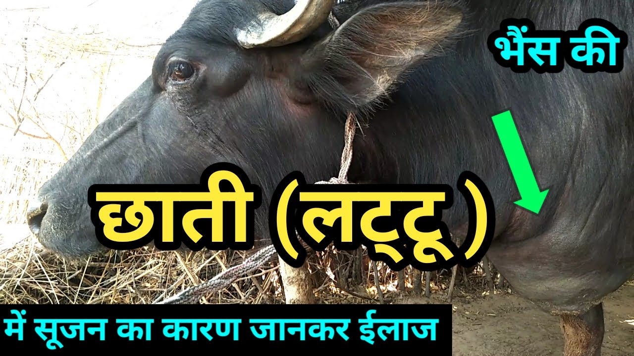 भैंस की छाती में सूजन का कारण  buffalo ke brisket me sujan ka karan / bhains ki chati me sujan