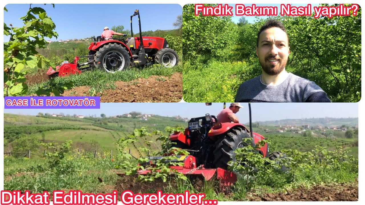 CASE JX 75B İLE FINDIK TARLASINDA ROTOVATÖR KULLANIMI! İNEKLERİ TARLAYA GETİRDİM! Vlog