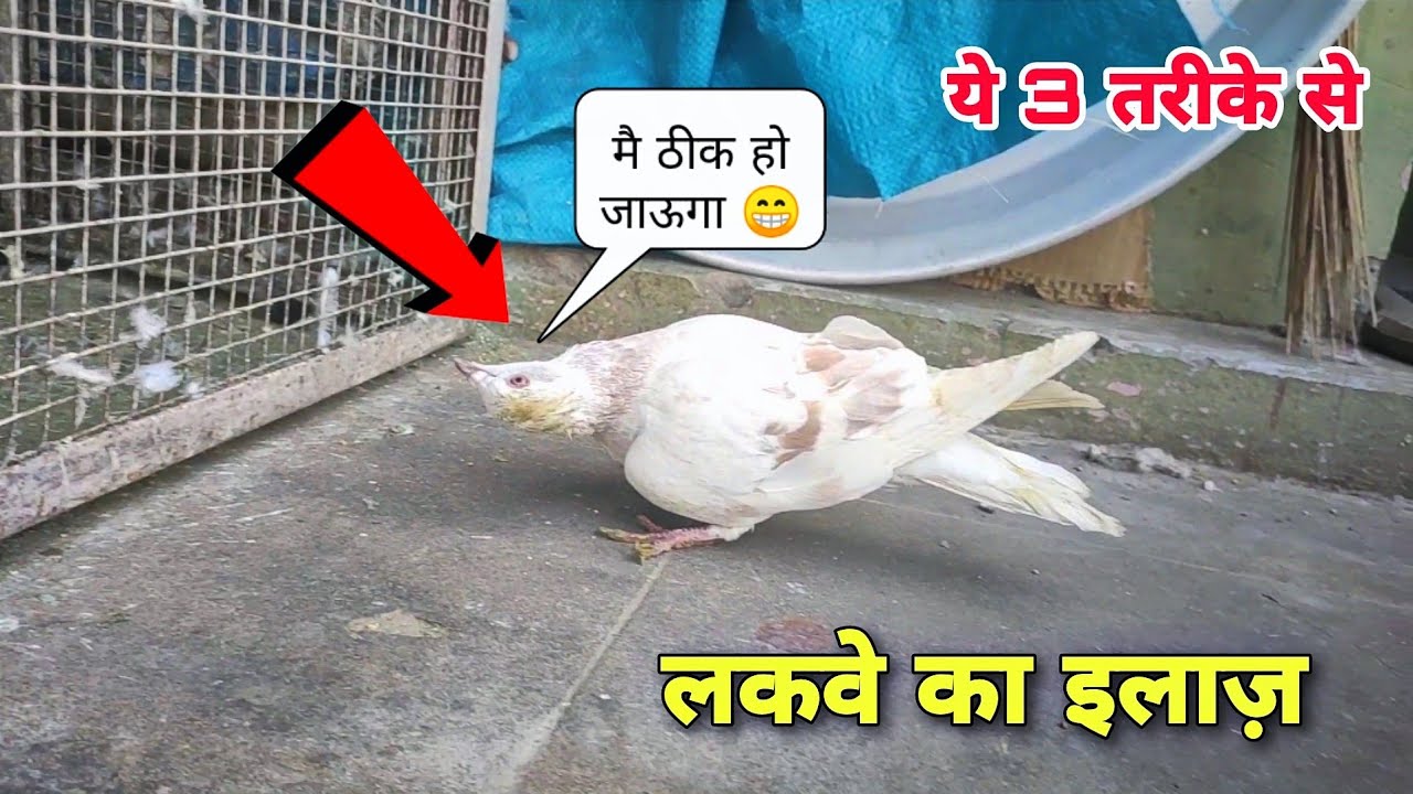Kabootar ke lakwe ka ilaj kaise kre❤🕊