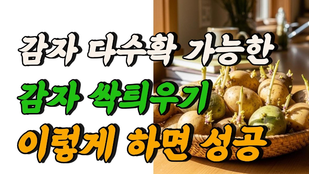 감자싹틔우는방법 감자 싹 제대로 틔우기 하고 싶다면  이영상으로 끝내세요