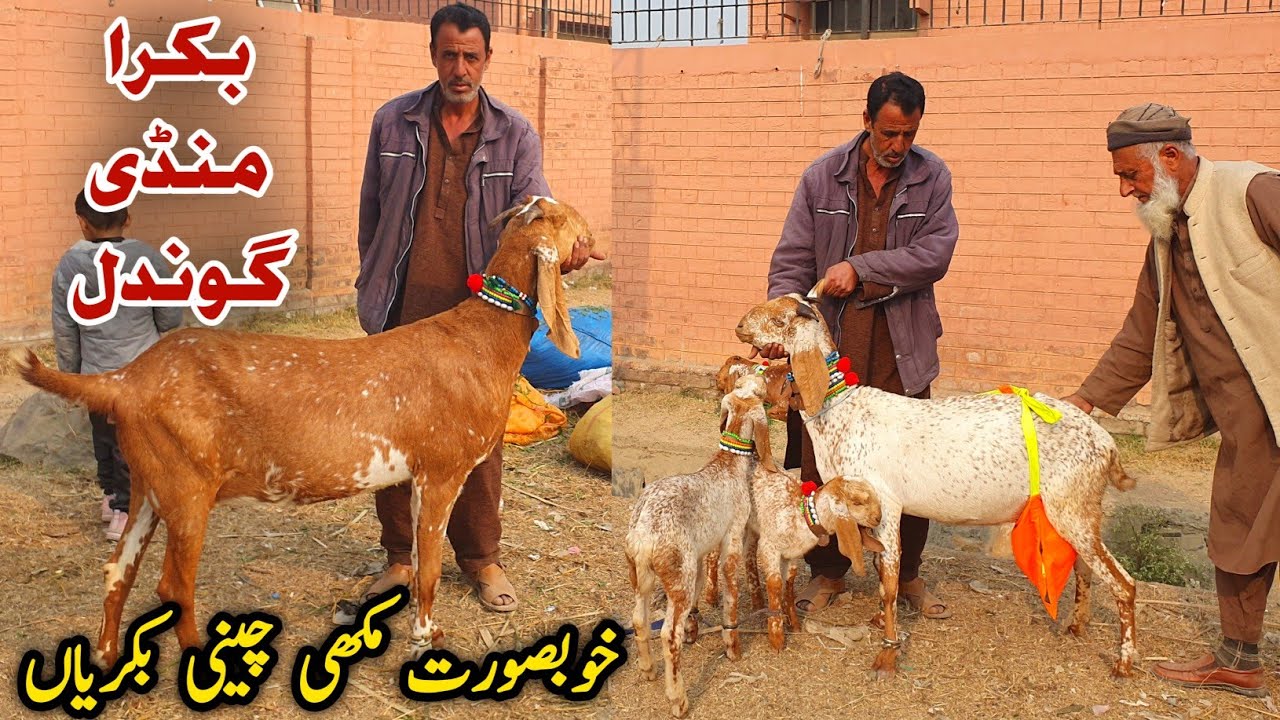 Makhi Cheeni Desi Dogli Bakriyan Bakra Mandi Gondal Update December 2024