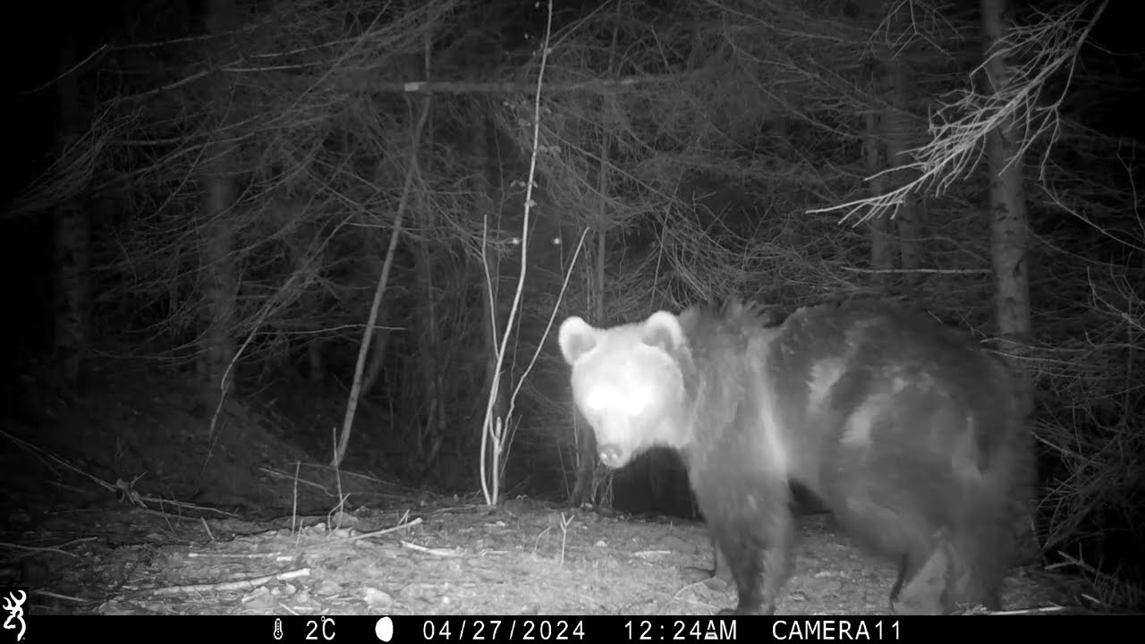 Brown Bear Pursuit