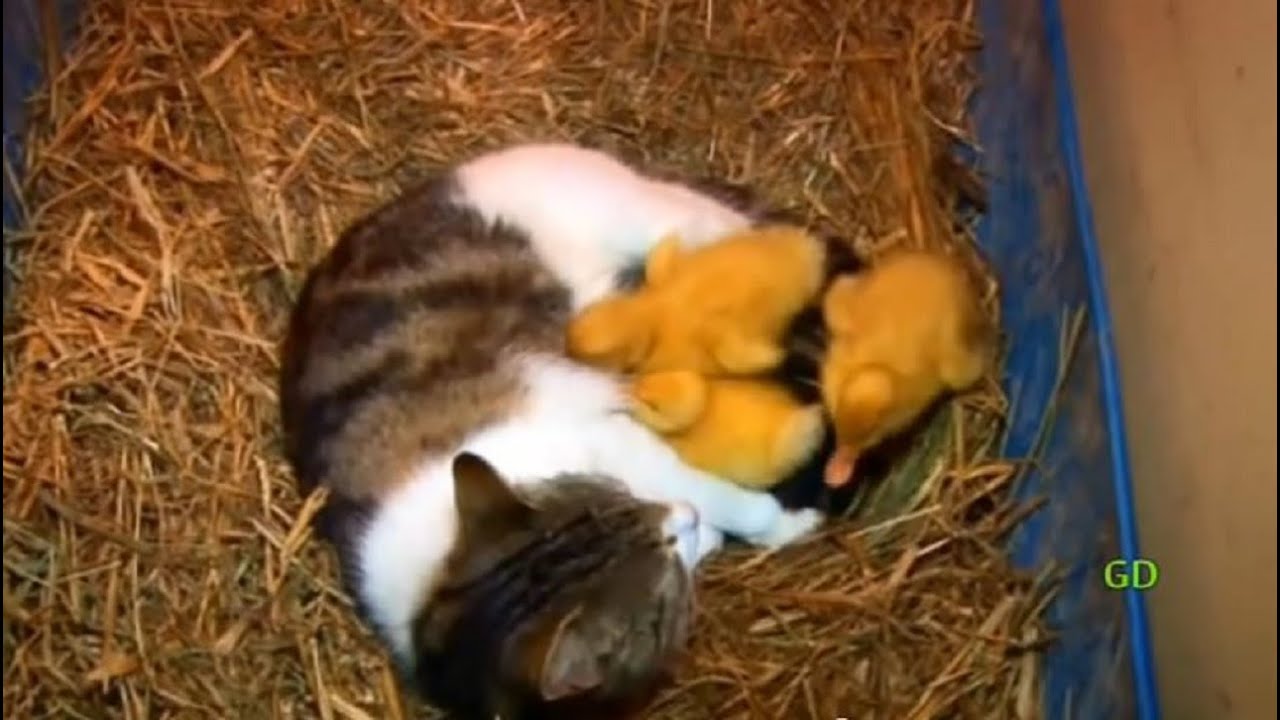The Cat & The Ducklings (Animal Odd Couples)
