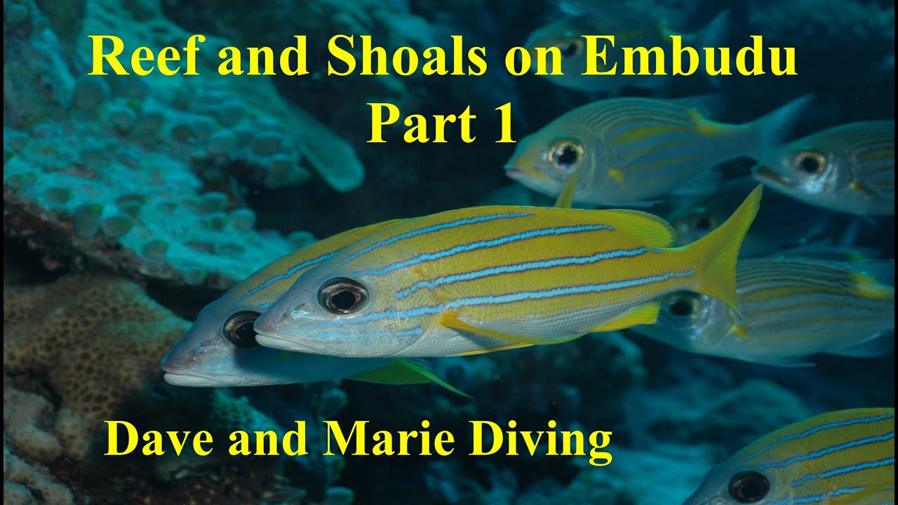 Compilation of Reef and Shoals on Embudu Reef - Part 1