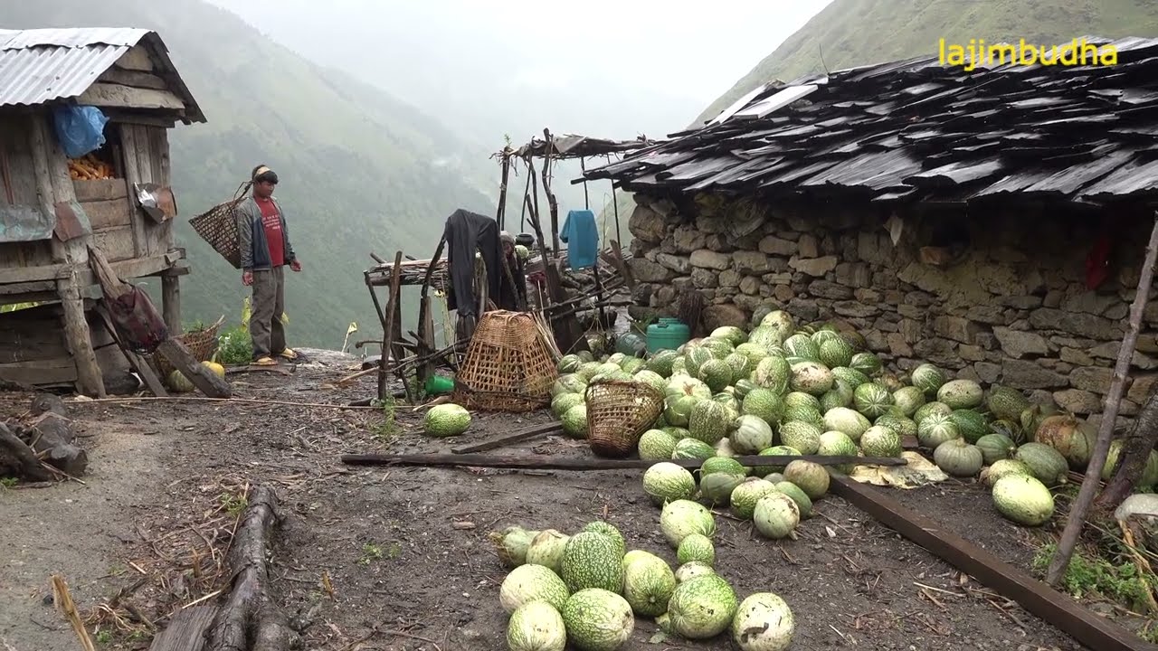 the hard life in the mountain || @lajimbudha ||