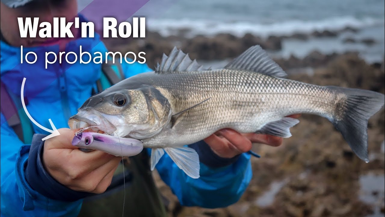 La pesca de la LUBINA con SEÑUELOS de SUPERFICIE: RAPALA WALK'N ROLL