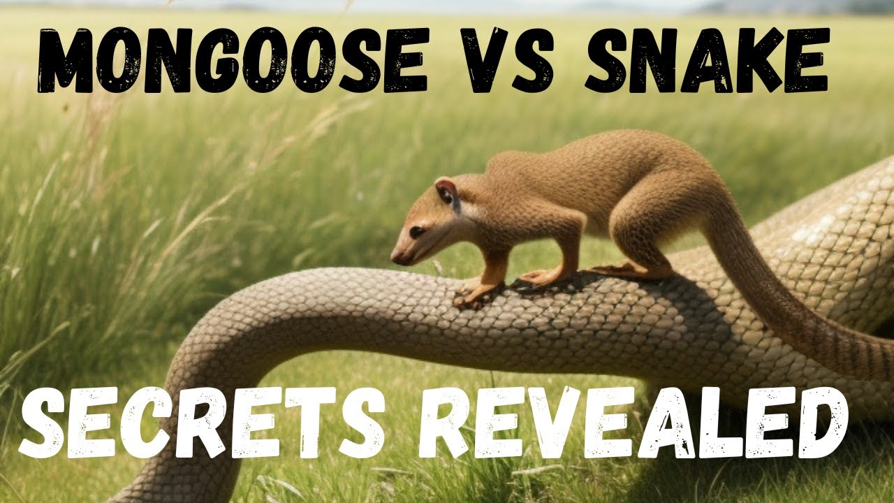🔥 Unveiling the Mongoose Mystery! Secrets Revealed 🕵️&zwj;♂️