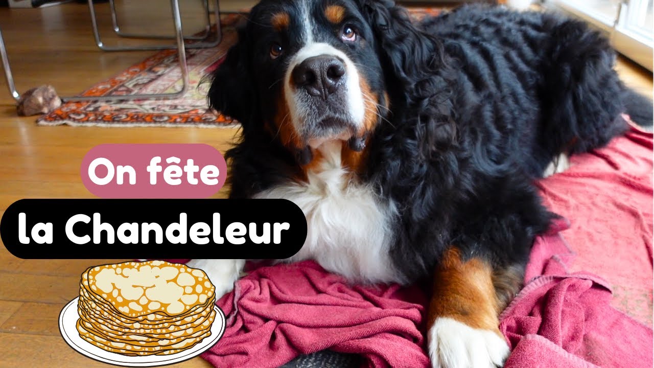 Mon chien Bouvier bernois mange des crêpes pour la Chandeleur !