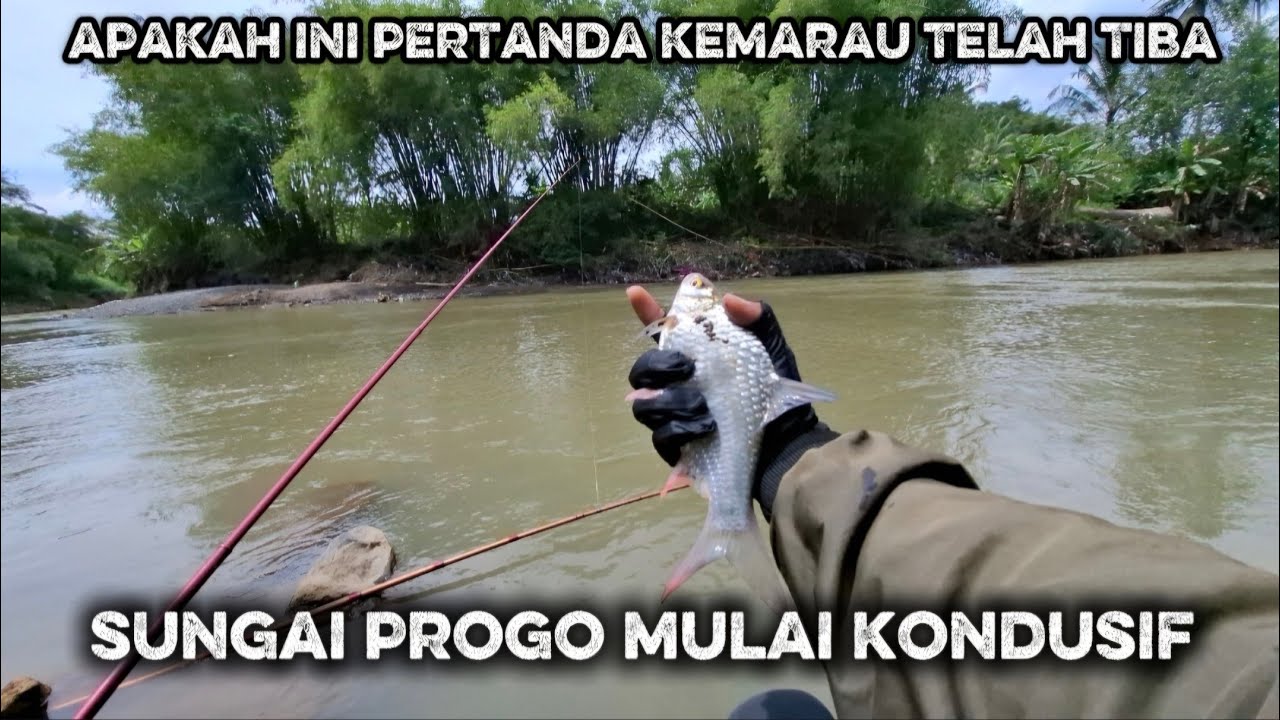 EDIAN JORAN DI HAJAR HABIS HABISAN ‼️SUNGAI PROGO MEMANG MANTAP❗️
