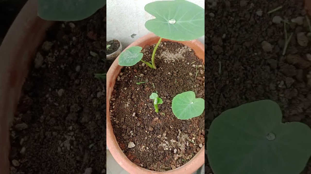 How to grow taro  chamagadda growing 
