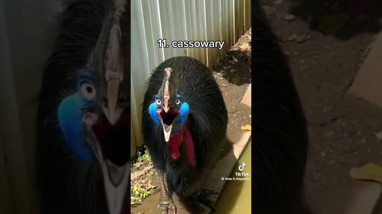 15 Scariest bird sounds 🕊🕊🦅🦅🐦🐦