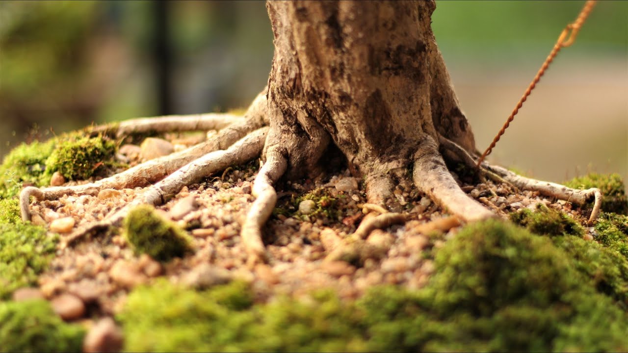Katrina - penjing (Acerola - Malpighia emarginata) vídeo 7
