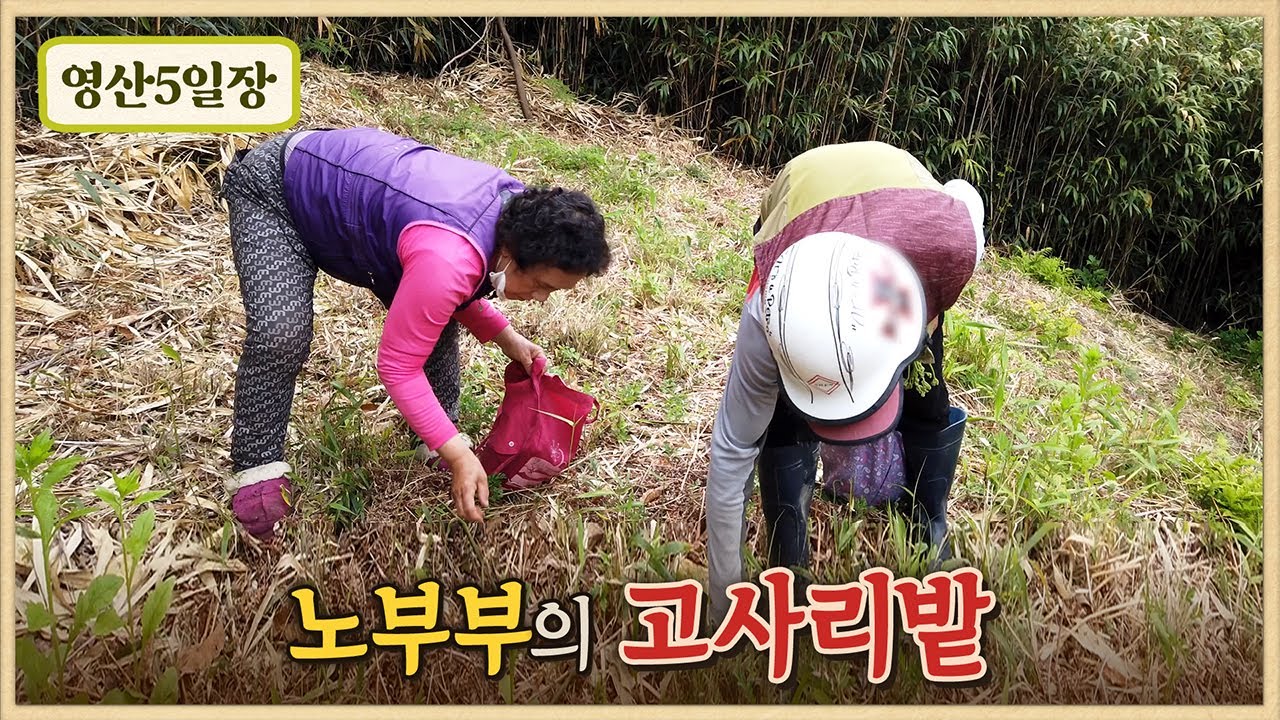 노부부이야기/고사리밭의 노부부/국산 참기름의 풍미/참기름 미꾸라지 파스타/영산5일장/촬영 2021년 봄