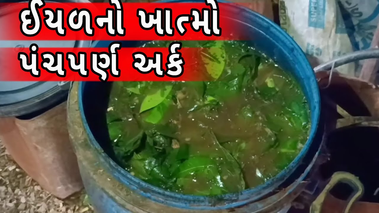 જાતે તૈયાર કરો ઇયળની દવા ||घर पर ही बनाएं जैविक कीटनाशक ||How to make Organic pesticide at home