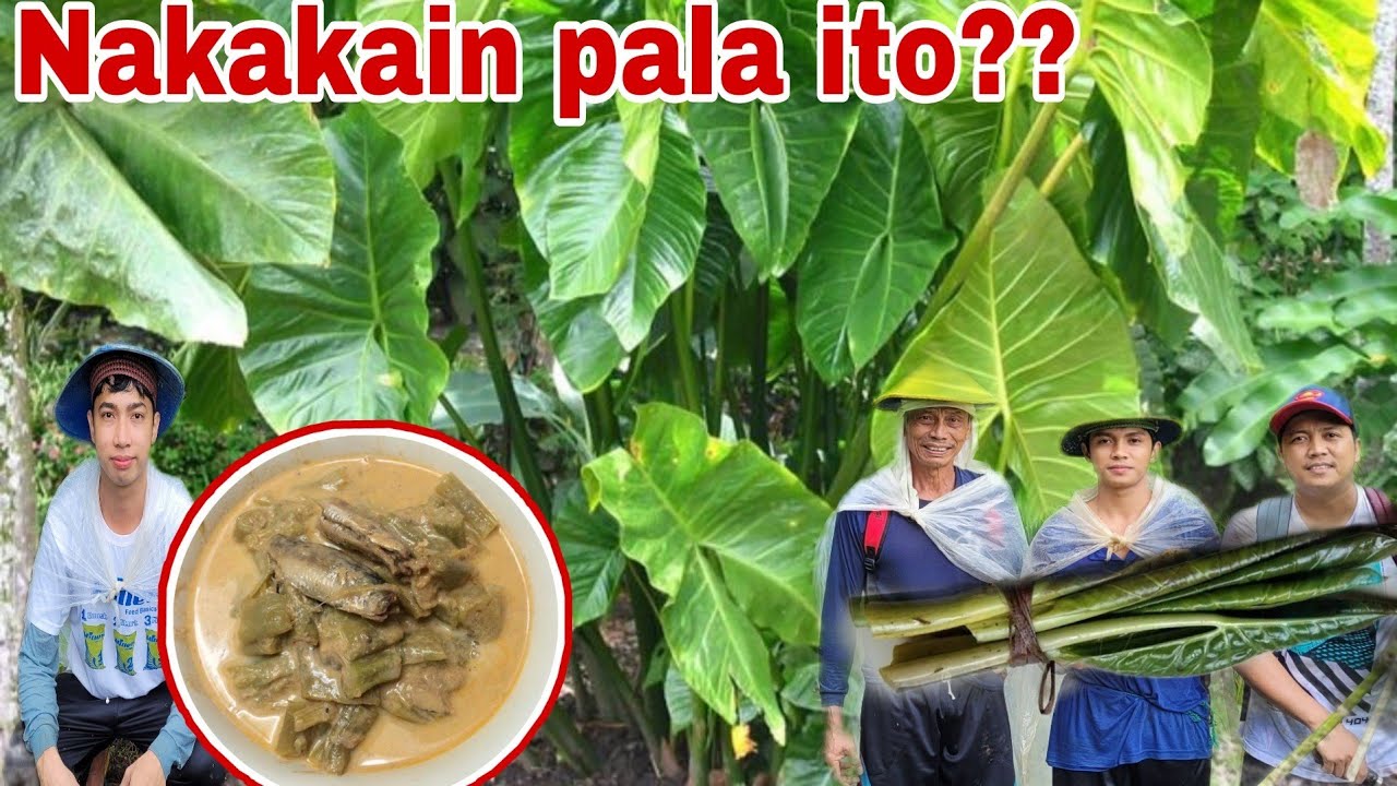 EP 555 Ginataang Talbos ng Galyang Kumuha kami sa Gubat