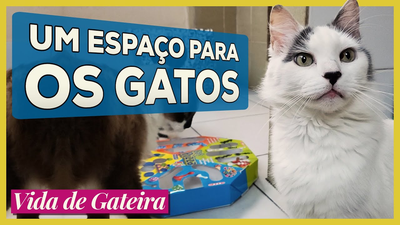 Um Espaço para Os GATOS | Vida de Gateira #21