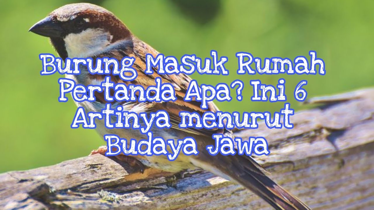 6 Arti Burung Masuk Rumah Menurut Primbon Jawa