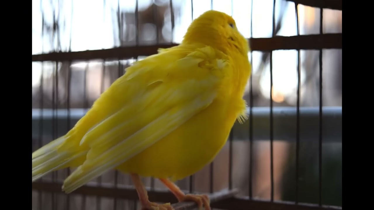 [NO ADS - 4K] Canary singing