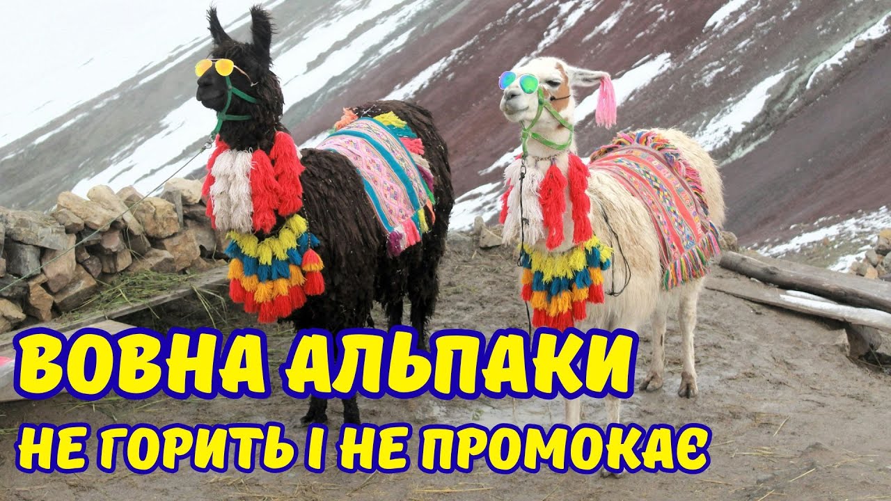 Вовна альпаки — технологія, створена природою