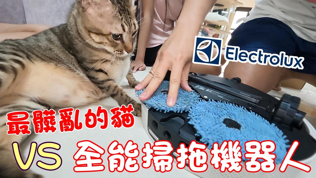 最髒亂的貓 VS 全能掃拖機器人 ft.伊萊克斯 安心管家 800