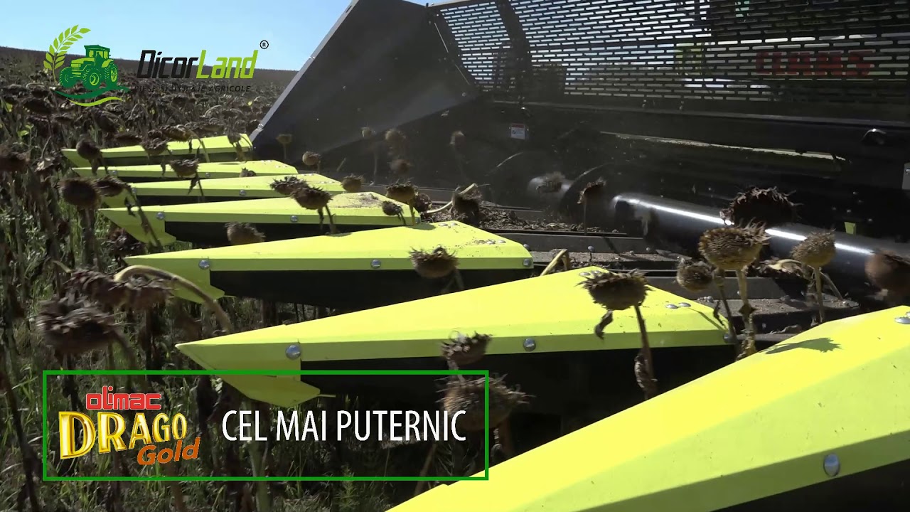 Recoltare floarea soarelui fara pierderi cu Drago Gold si Dicor Land