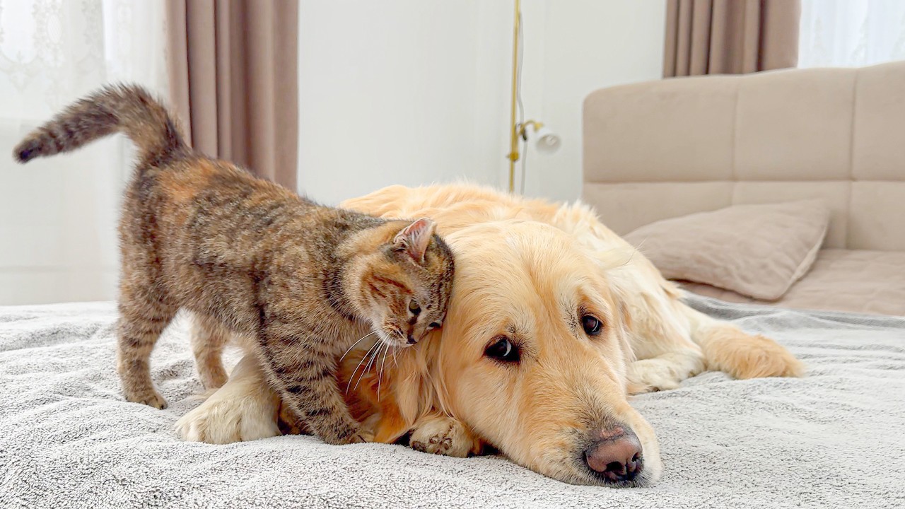 Golden Retriever Gets Real Cat Love for the First Time [Cuteness Overload]