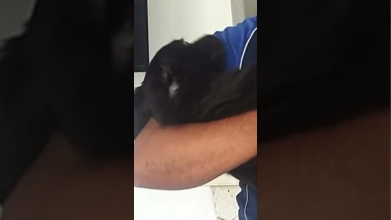 Canción con IA se llama Chany en mis pasos