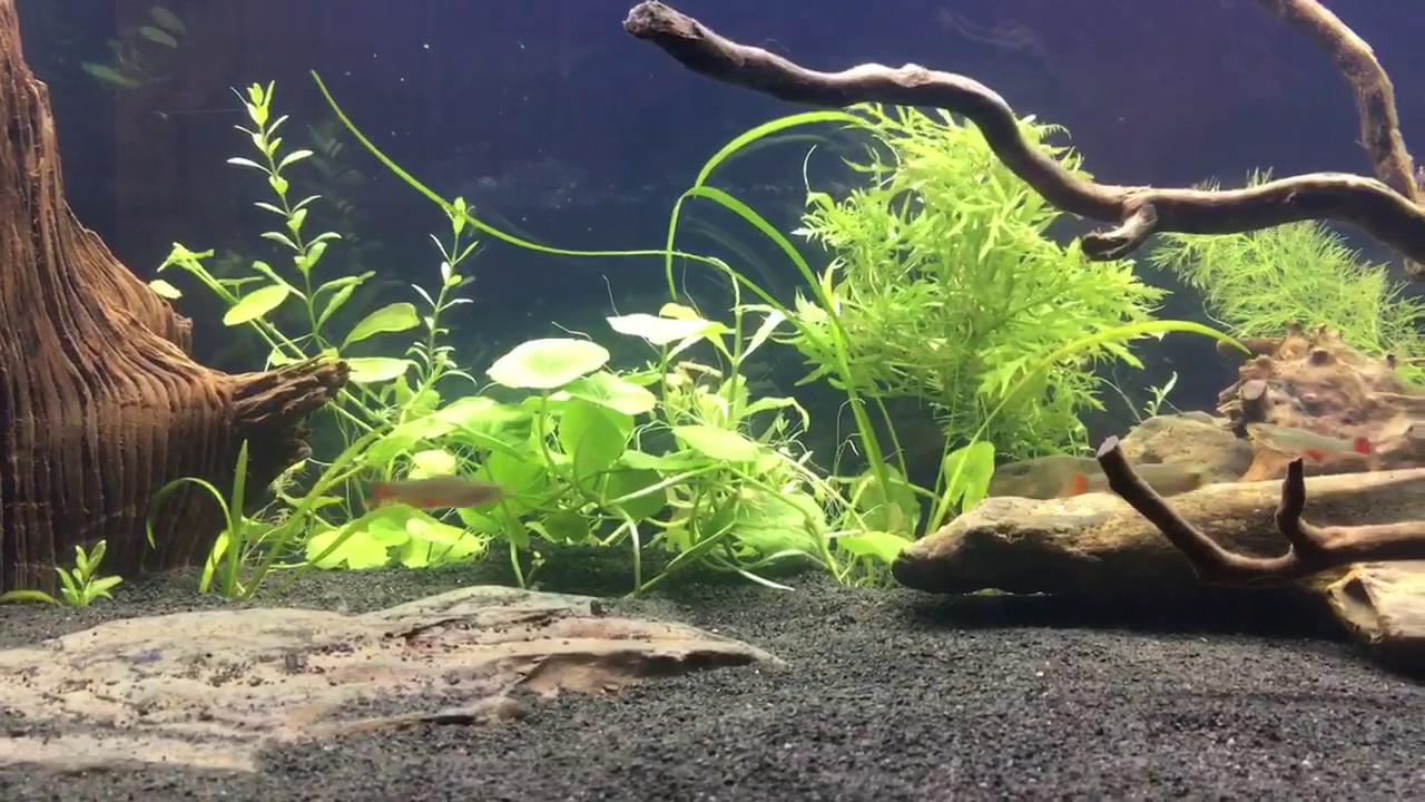 Brief 40 gallon breeder planted tank with bloodfin tetras video