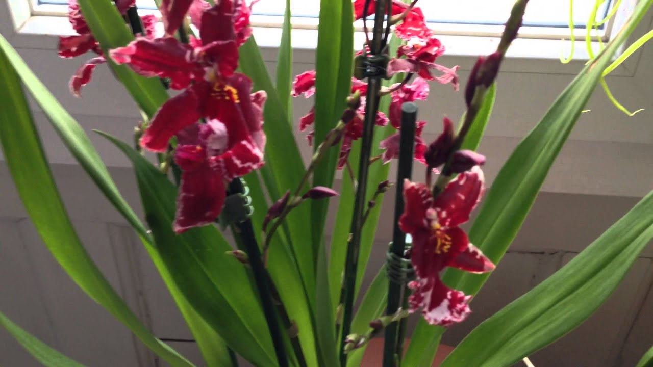 Cambria, Brassia, Dendrobium Nobile...3 new orchids!