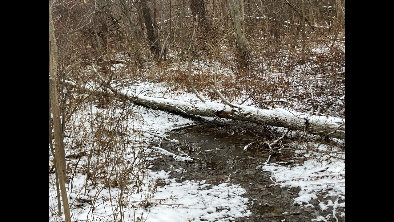 Echo 3510, ash across neighbor's trail, Jan 11, 2026