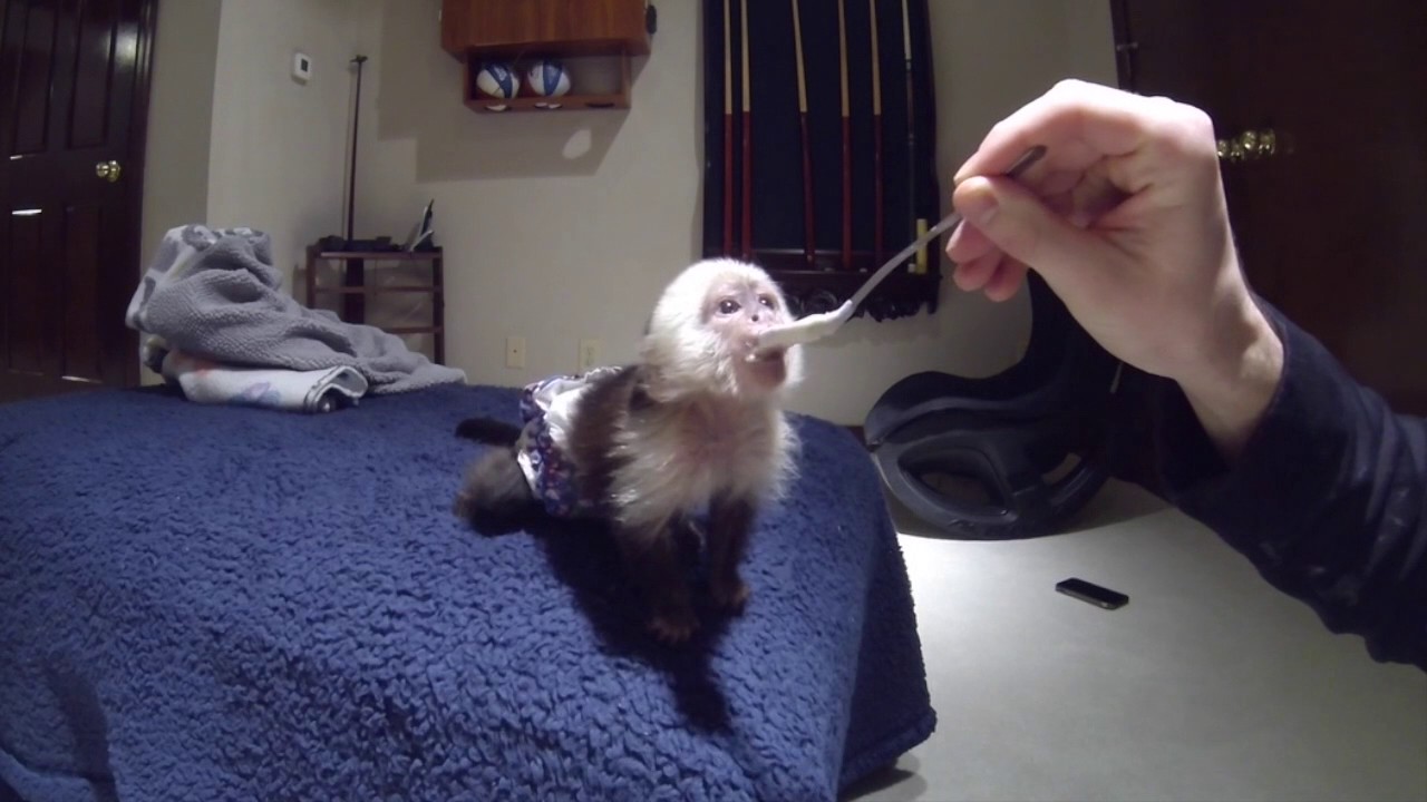 Baby Capuchin Monkey Dinner!