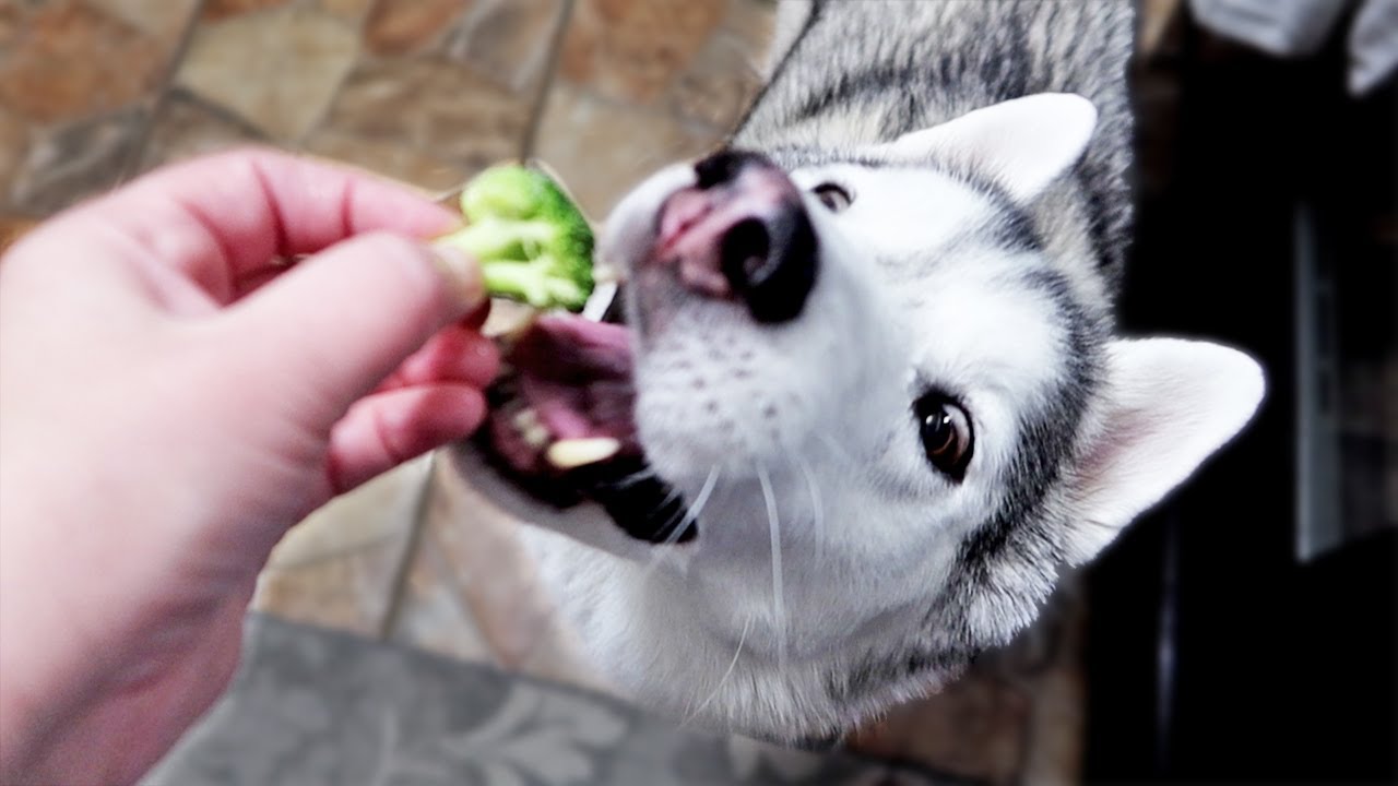 Will My Huskies Eat Frozen Broccoli?