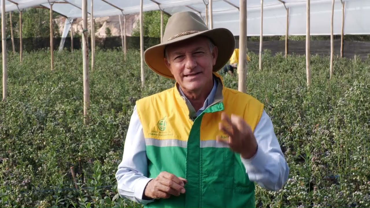 Potencia tu cultivo de blueberries, sin agroquímicos - Somos Agricultura Tropical
