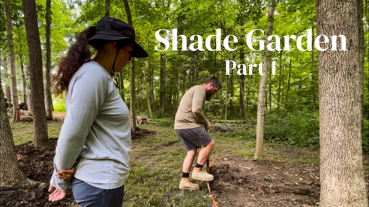 Create New Woodland Beds, Clean Edging, Transplant Full Shade Perennials, Shade Gardening Part 1