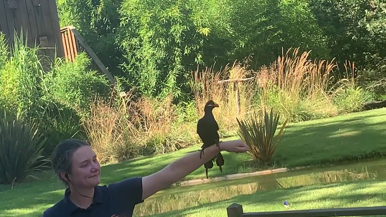 Le spectacle de rapaces du zoo de La Flèche #animals #rapaces #trending #birds #birdslover