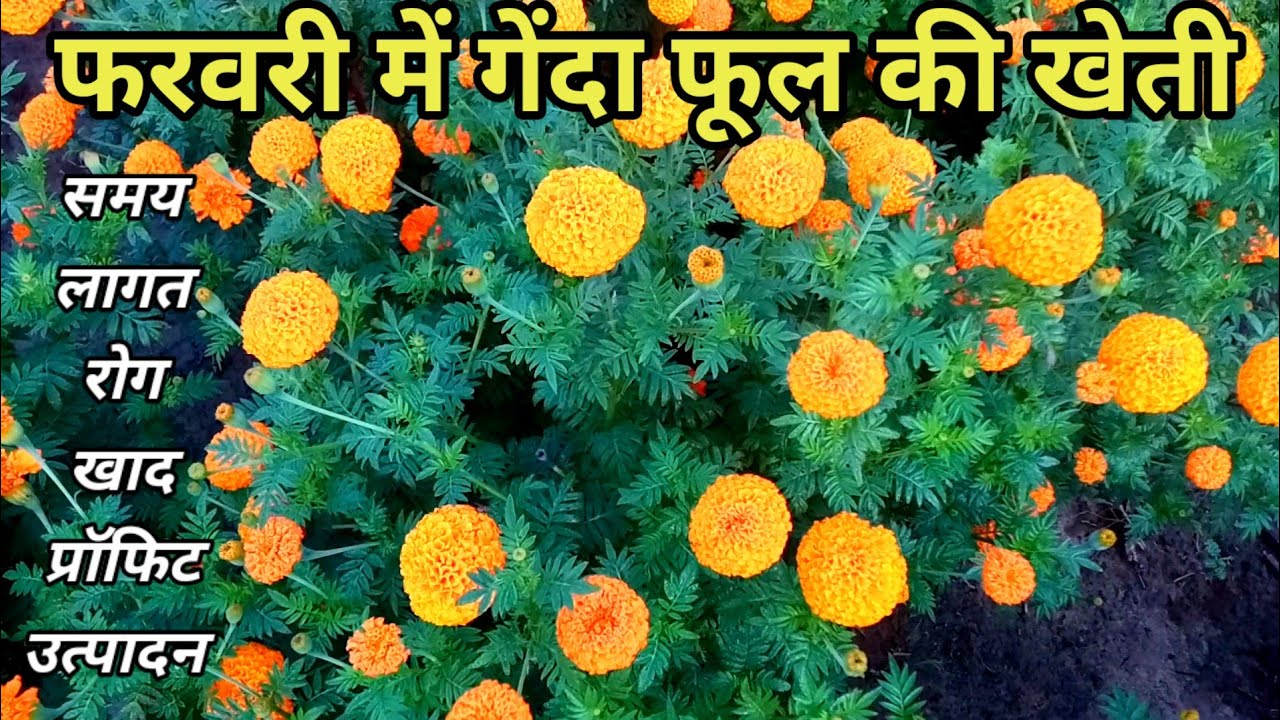 फरवरी में गेंदा खेती कैसे करे