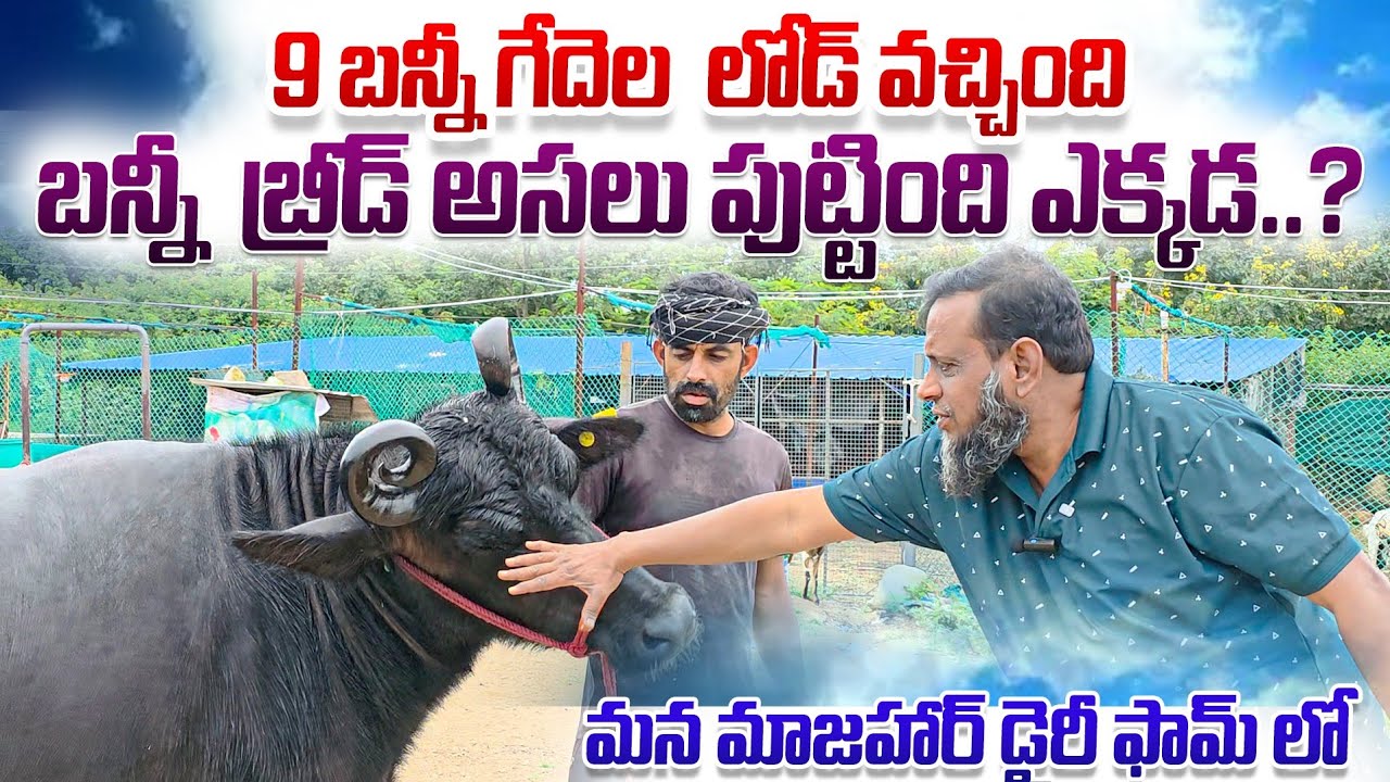 బన్నీ గేదెల లోడ్ వచ్చింది రైతులు వచ్చి చూసుకుంటున్నారు  @mazhardairyfarm 