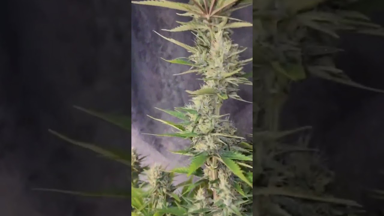 flawless perfection sparkle ✨️ sparkle ✨️ eyegrow on YouTube Facebook and Instagram