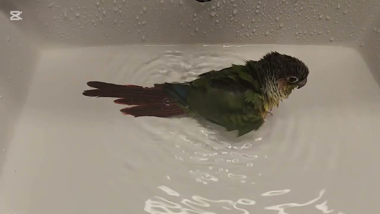 무무 유트브 첫 목욕💦