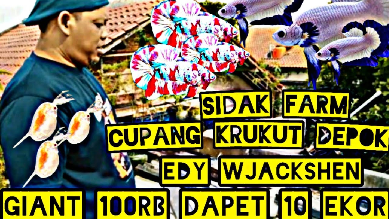 Sidak Farm‼️Farm Cupang Krukut Depok‼️Murah Meriah Bisa Buat Jual Lagi