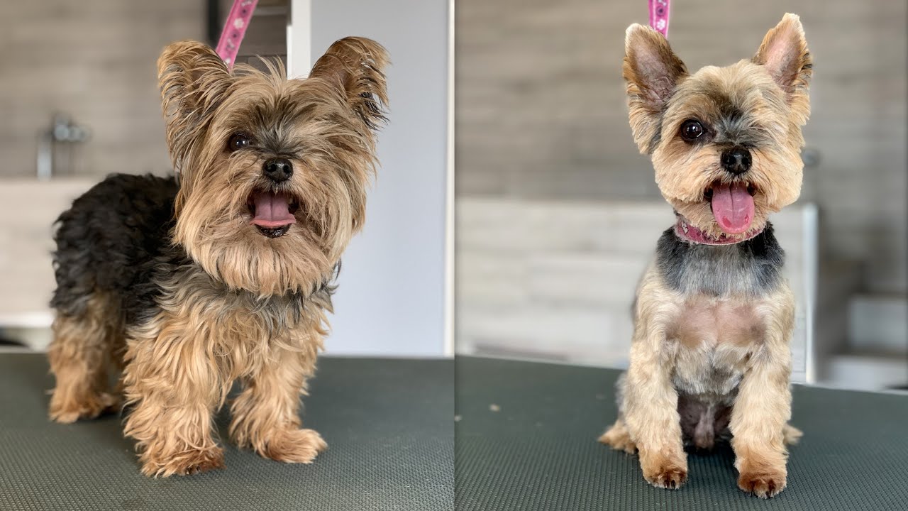 Neglected Yorkie Grooming  ❤️