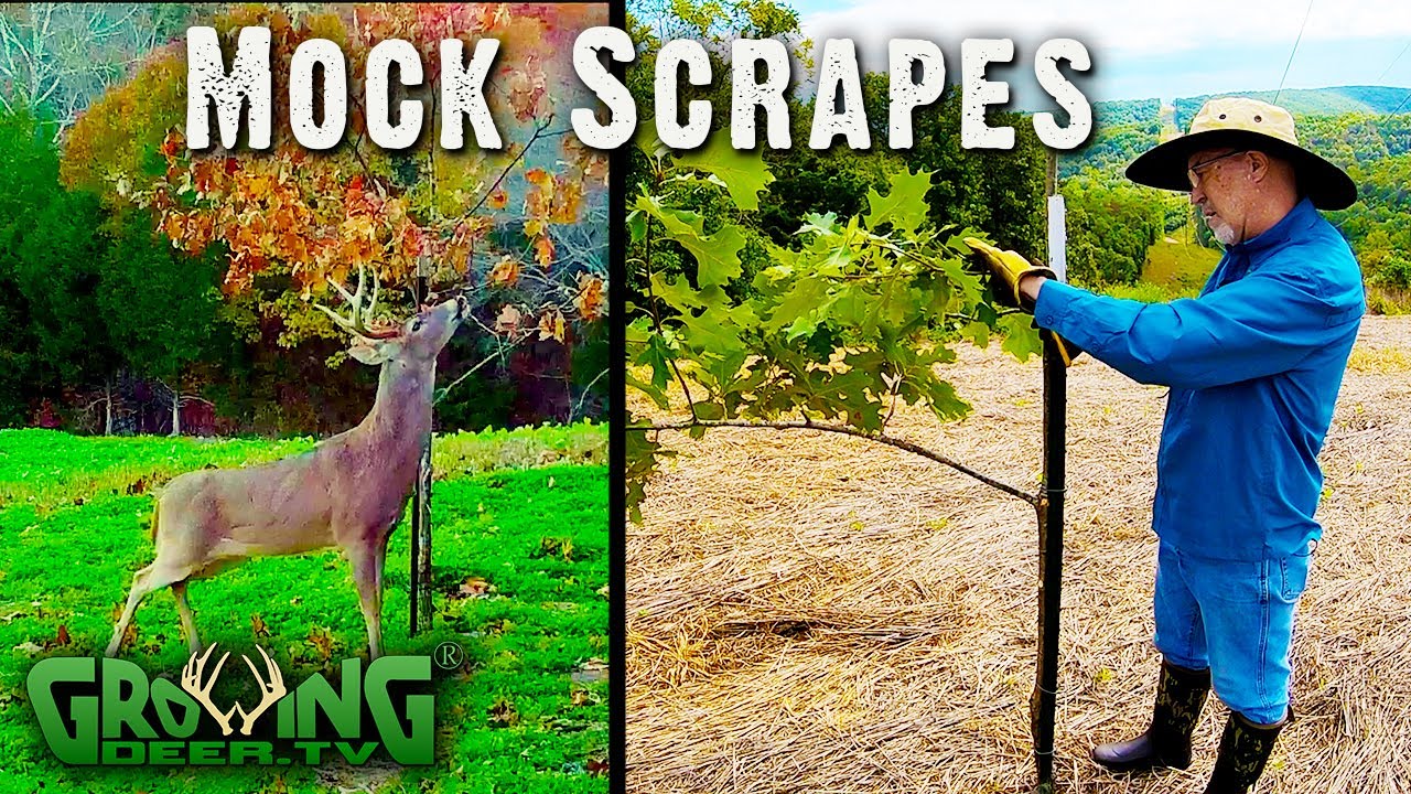 Easy, Step by Step Guide to Make Mock Scrapes (#570)