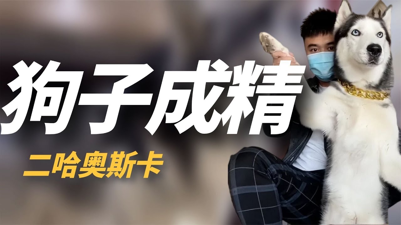 奥斯卡：全网唯一被主人逼疯的二哈，坐拥600万粉丝，它有多像人