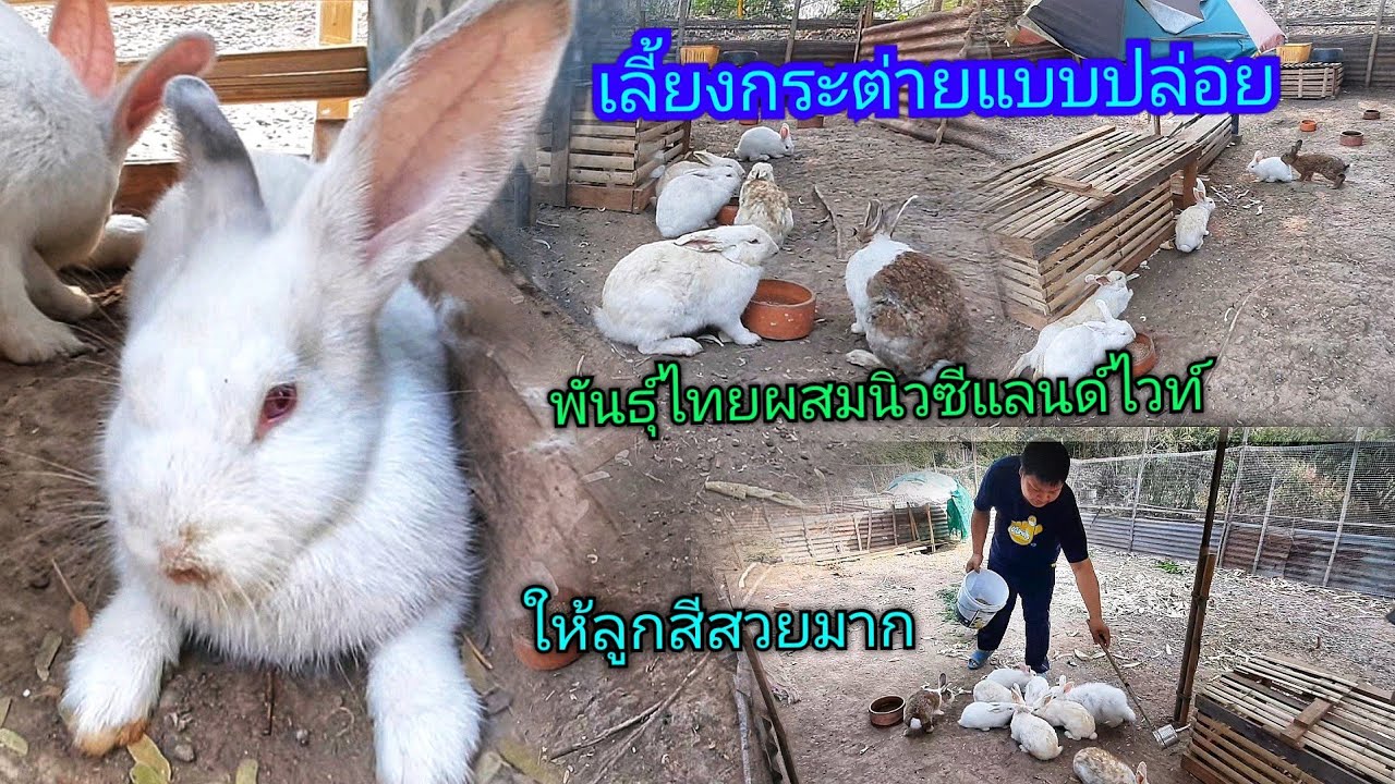 กระต่ายท้องกี่วัน ให้ลูกน่ารักมากๆ เลี้ยงแบบปล่อย กระต่ายพันธุ์ไทยกับกระต่ายนิวซีแลนด์ไวท์