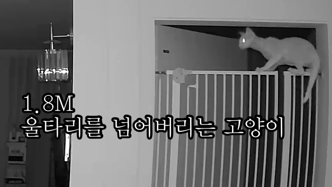 방묘문 뛰어넘는 고양이😳분리수면 실패..?🤣 #데본렉스 #다묘가정 #울타리
