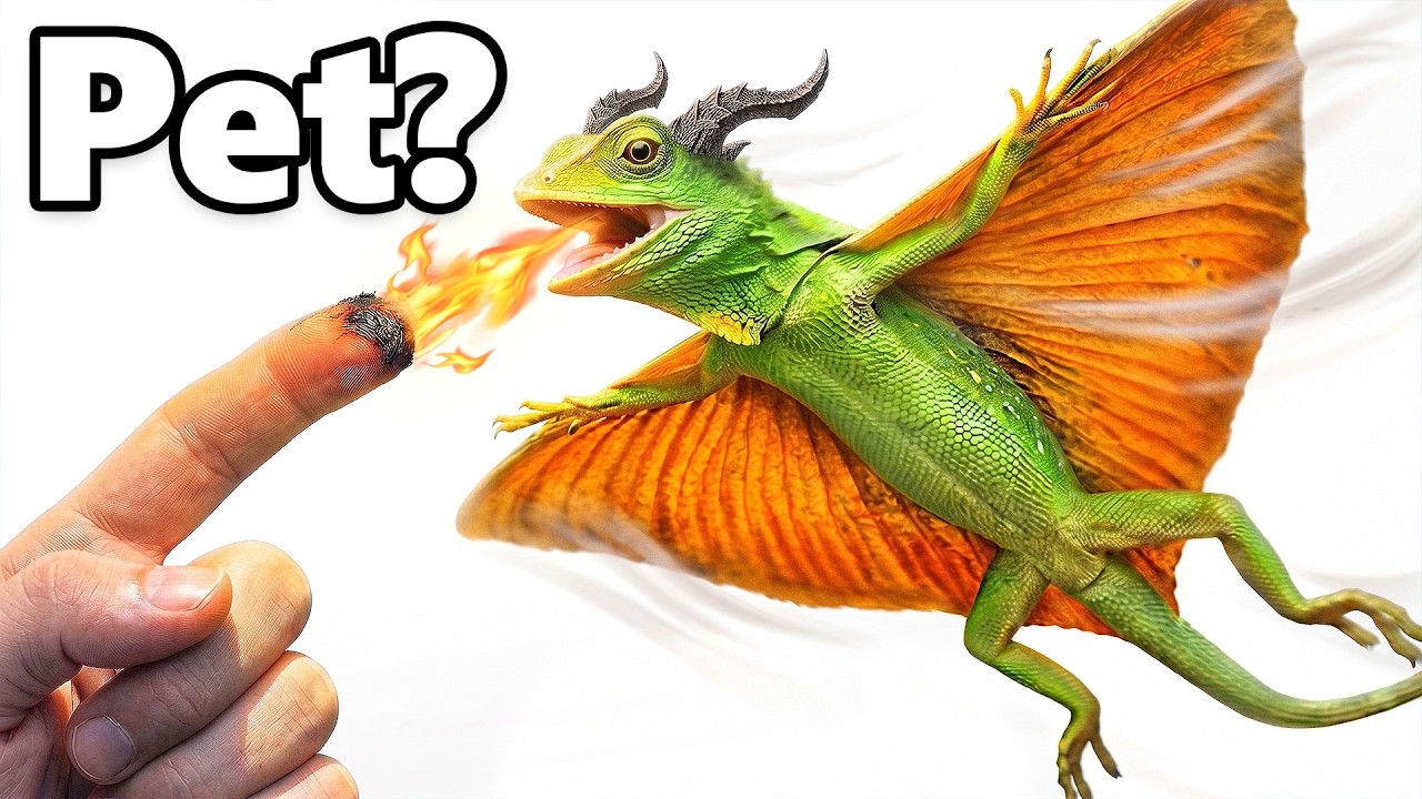 I Got a Pet Dragon... (actually flies)
