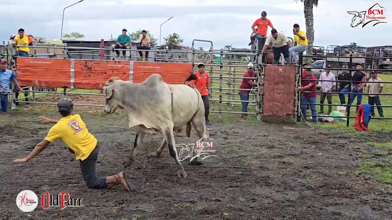 Toros en Fiesta de Felipe Villalobos y Flia  La Mata Vía La Montañuela 15 de agosto de 2025