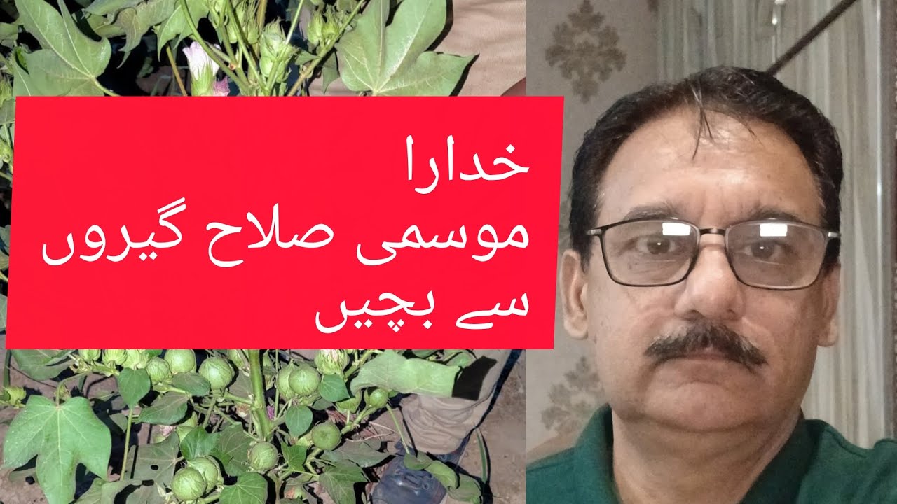COTTON کپاس کی فصل انتہائی اہم اور منافع بخش ہے