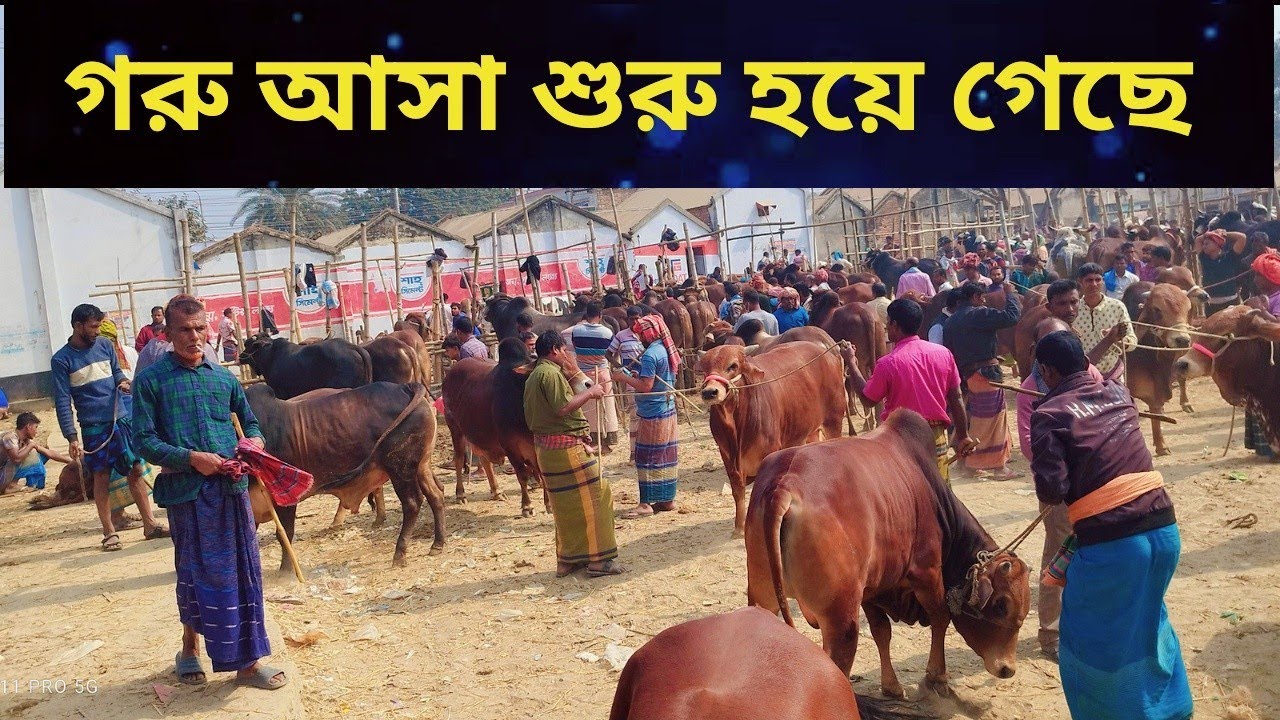 চুয়াডাঙ্গা আলমডাঙ্গা হাটের সুন্দর সুন্দর গরু আসা শুরু হয়ে গেছে।